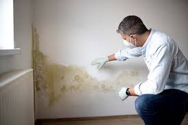 Best Commercial Mold Inspection  in St Joseph, MN